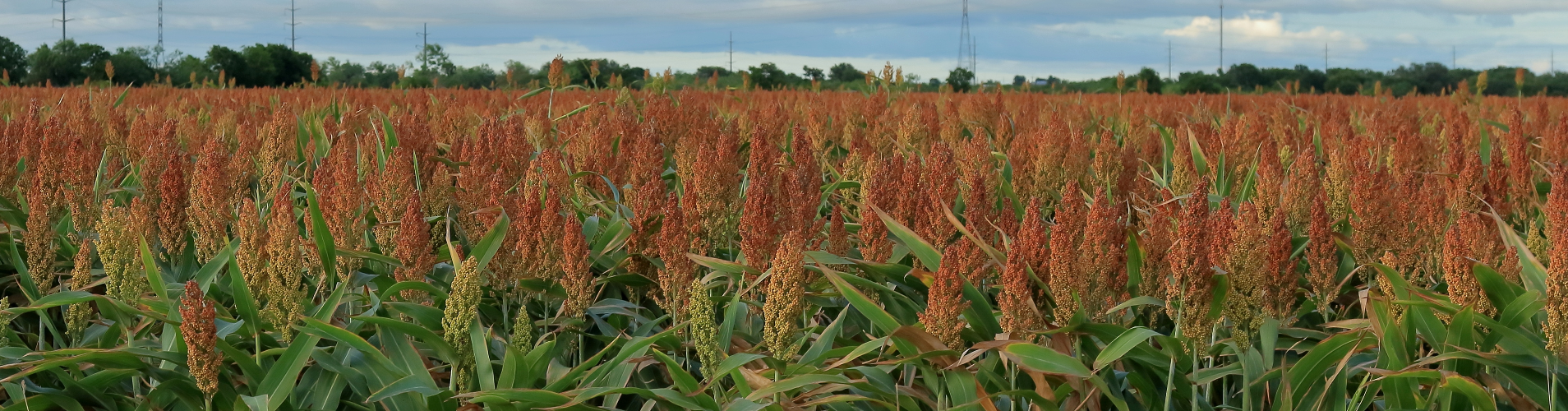 Grain sorghum field.